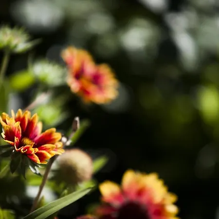 Yolo - Retreat In Steam Шале Шамони