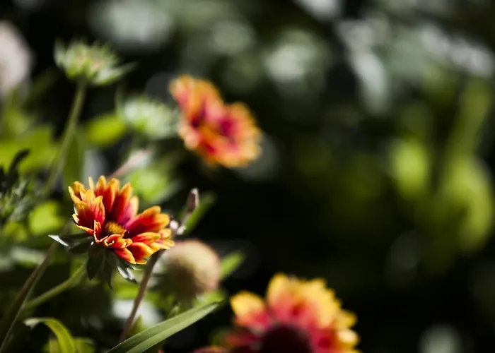 Yolo - Retreat In Steam Dağ evi Chamonix